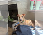 Small Chihuahua Mix
