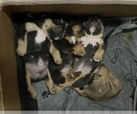 Small #5 Bulldog