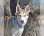 Small #7 Siberian Husky