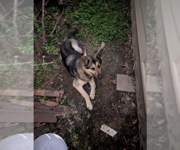 Medium Photo #2 German Shepherd Dog-Unknown Mix Puppy For Sale in San Antonio, TX, USA