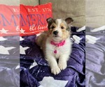 Image preview for Ad Listing. Nickname: Dolley
