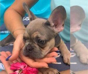 French Bulldog Puppy for sale in WEST PALM BEACH, FL, USA