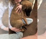 Small Photo #22 Belgian Malinois Puppy For Sale in ATHENS, AL, USA