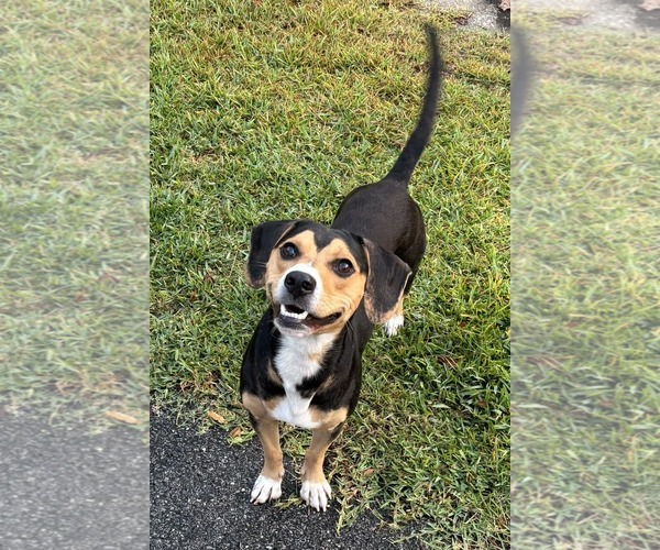 Medium Photo #5 Beagle-Unknown Mix Puppy For Sale in Dunnellon, FL, USA