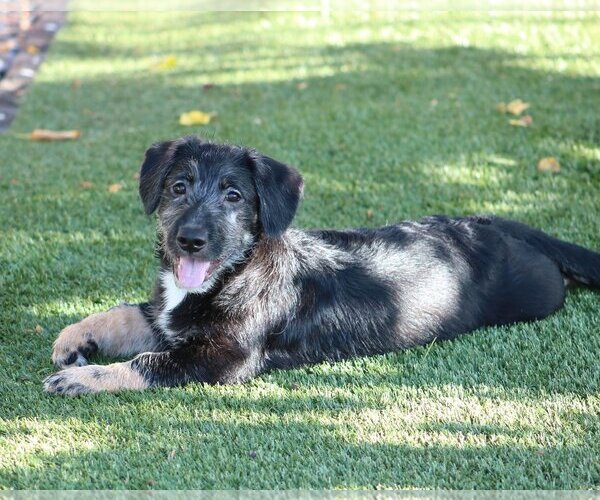 Medium Photo #3 German Shepherd Dog-Unknown Mix Puppy For Sale in San Diego, CA, USA