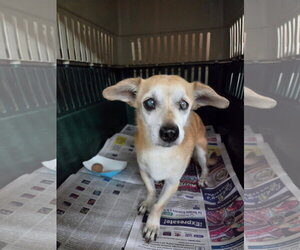 Chihuahua-Unknown Mix Dogs for adoption in El Centro, CA, USA