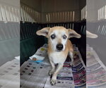 Marbles - Male Chihuahua-Unknown Mix Dog for Adoption - Small photo
