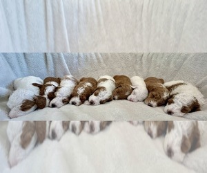 Cavapoo Litter for sale in MELISSA, TX, USA