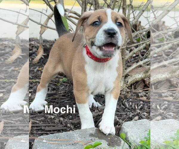 Medium Photo #2 Mutt Puppy For Sale in Holly Springs, NC, USA
