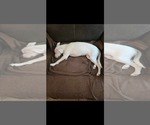 Small #1 Chihuahua Mix