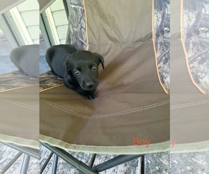 Labrador Retriever-Unknown Mix Dogs for adoption in SHERBURNE, NY, USA