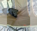 Small Labrador Retriever Mix