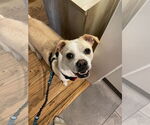 Small #1 Beagle Mix