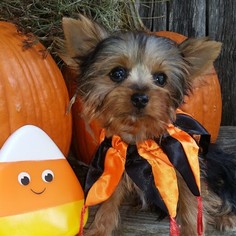Yorkshire Terrier Puppy for sale in COLLEGE STATION, TX, USA