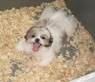 Medium Photo #1 Shih Tzu Puppy For Sale in CARROLLTON, GA, USA