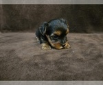 Small #3 Yorkshire Terrier