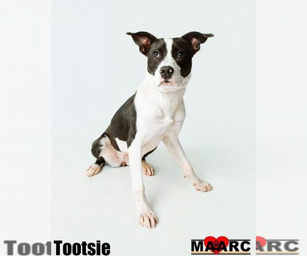 Medium Photo #4 Mutt Puppy For Sale in Maryville, TN, USA