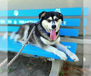 Siberian Husky-Unknown Mix Dogs for adoption in Long Beach, CA, USA