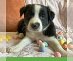 Small #1 Border-Aussie