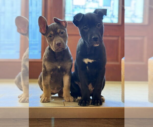 Medium Photo #4 Mutt Puppy For Sale in Candler, NC, USA