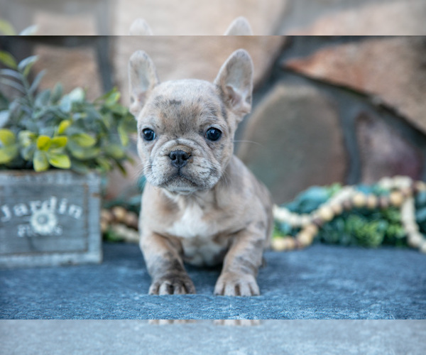 Medium Photo #2 French Bulldog Puppy For Sale in MILLERSBURG, OH, USA