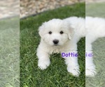 Puppy 4 Great Pyrenees