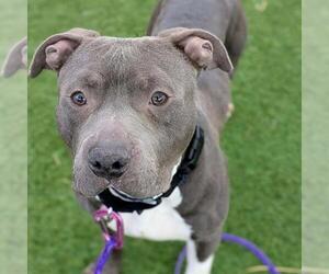 Mutt Dogs for adoption in Las Vegas, NV, USA