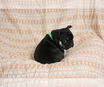 Small #1 French Bulldog
