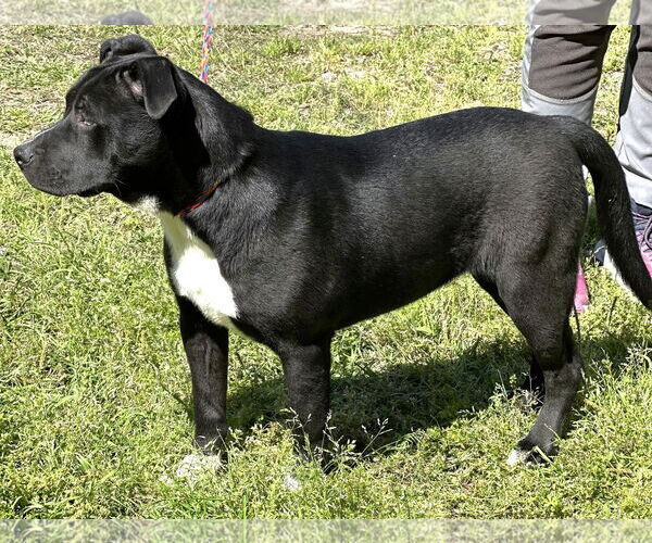 Medium Photo #6 American Pit Bull Terrier-Unknown Mix Puppy For Sale in Wetumpka, AL, USA