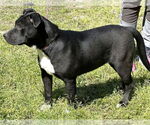 Small #5 American Pit Bull Terrier Mix