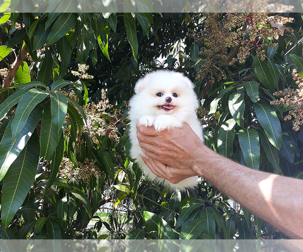 Medium Photo #5 Pomeranian Puppy For Sale in WEST PALM BEACH, FL, USA