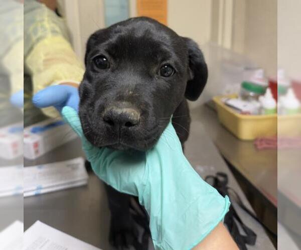 Medium Photo #1 Labrador Retriever-Unknown Mix Puppy For Sale in Riverside, CA, USA