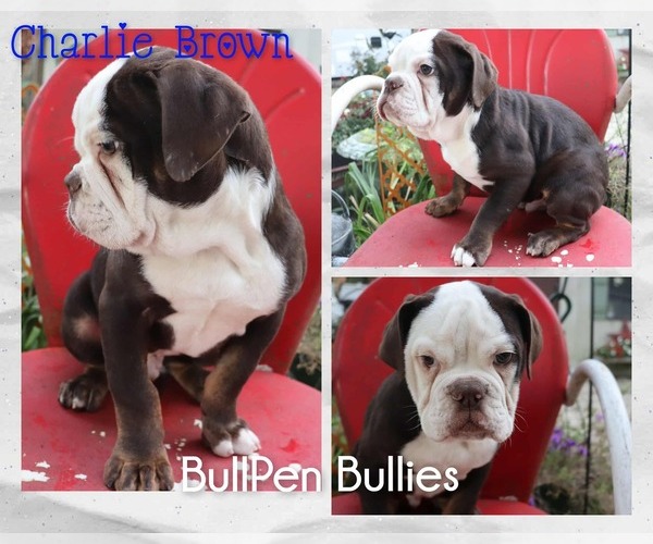 Medium Photo #11 Olde English Bulldogge Puppy For Sale in PINE VILLAGE, IN, USA
