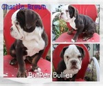 Small Photo #11 Olde English Bulldogge Puppy For Sale in PINE VILLAGE, IN, USA
