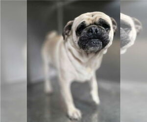 Pug Dogs for adoption in Lakewood, CO, USA