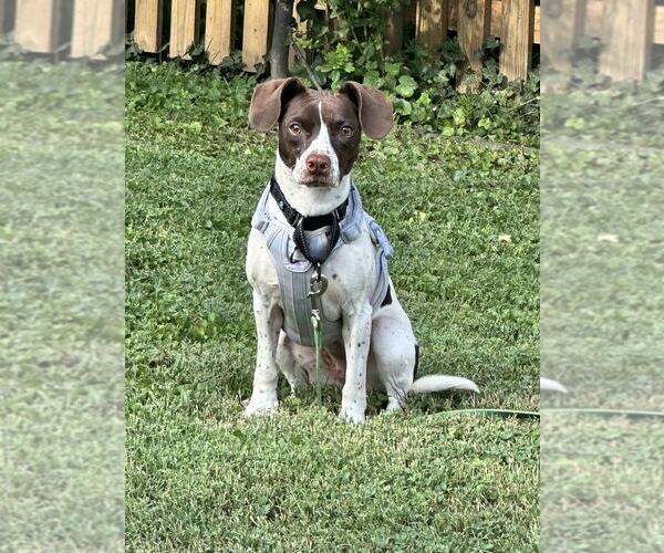 Medium Photo #6 Mutt Puppy For Sale in Silver Spring, MD, USA