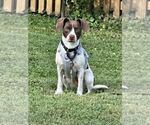 Small #5 Mutt