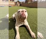 *RALPH - Male American Bulldog Dog for Adoption - Small photo