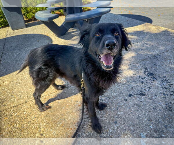 Medium Photo #2 Mutt Puppy For Sale in San Diego, CA, USA