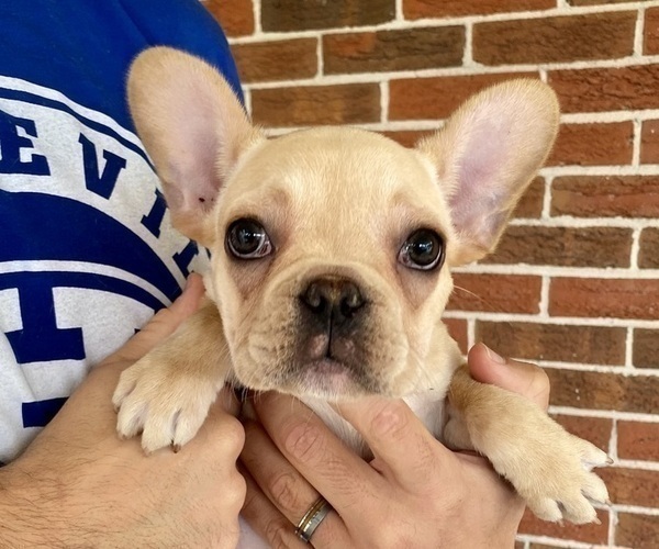 Medium Photo #5 French Bulldog Puppy For Sale in COCHRAN, GA, USA
