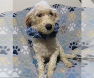 Miniature Schnauzer-Poodle (Miniature) Mix Dogs for adoption in Grovertown, IN, USA
