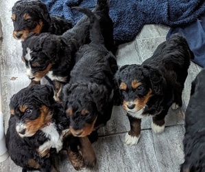 Bernedoodle Litter for sale in INDEPENDENCE, MO, USA