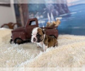 English Bulldog Puppy for sale in OOLOGAH, OK, USA