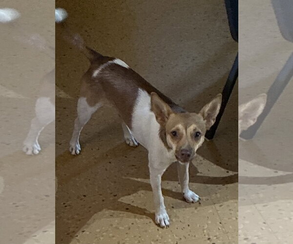 Medium Photo #2 Italian Greyhuahua Puppy For Sale in Apple Valley, CA, USA