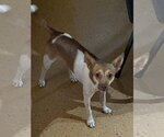 Small #1 Italian Greyhuahua