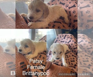 Brittnepoo Puppy for sale in MOUNTAIN VIEW, MO, USA
