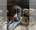 Puppy Male German Shorthaired Pointer