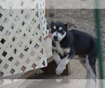 Small Photo #7 Boxer Puppy For Sale in Poplar Bluff, MO, USA