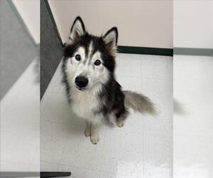 Huskies -Unknown Mix Dogs for adoption in Corpus Christi, TX, USA