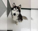 Small Huskies  Mix